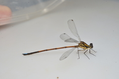 Eoargiolestes ochraceus