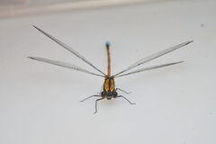 Eoargiolestes ochraceus