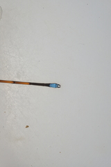 Eoargiolestes ochraceus