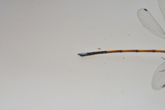 Eoargiolestes ochraceus