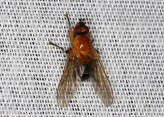 Prodalmannia variabilis