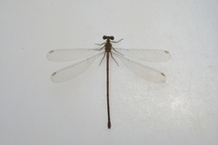 Eoargiolestes ochraceus