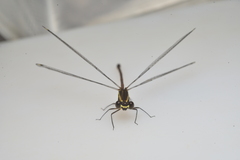 Eoargiolestes ochraceus