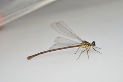 Eoargiolestes ochraceus