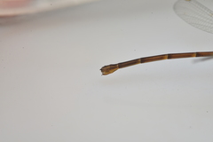 Eoargiolestes ochraceus