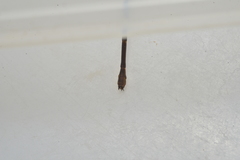 Eoargiolestes ochraceus