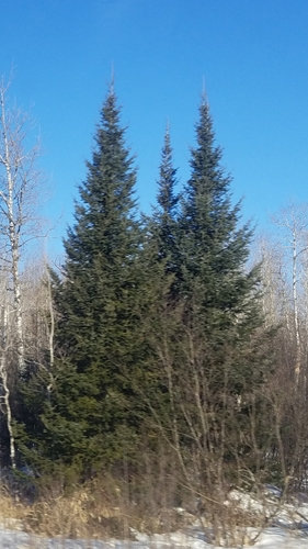 Balsam fir (Abies balsamea)