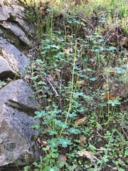 Delphinium nudicaule