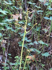 Delphinium nudicaule