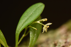 Platystele microtatantha