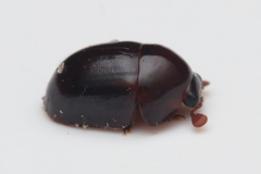 Cychramptodes murrayi