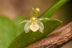 Platystele microtatantha
