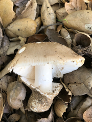 Amanita calyptratoides