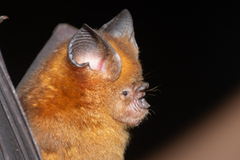 Hipposideros larvatus