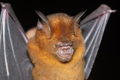 Hipposideros larvatus