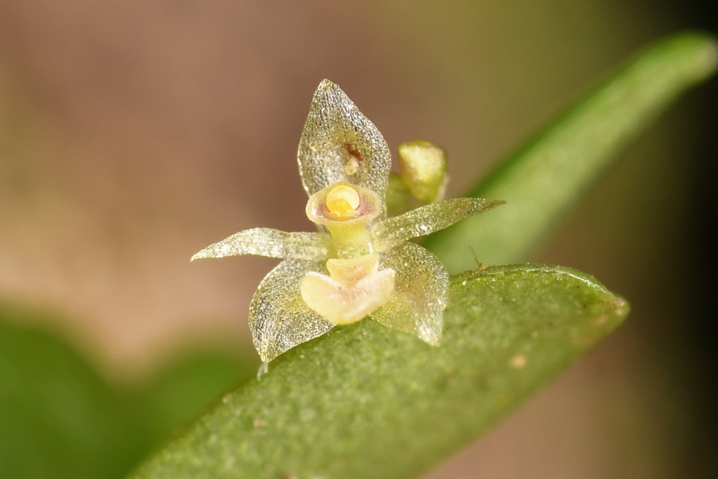 Platystele microtatantha