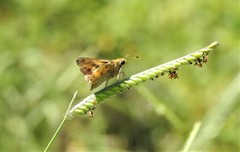 Polites vibex