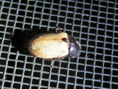 Cyclocephala melanocephala