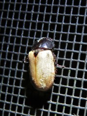 Cyclocephala melanocephala