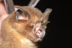 Rhinolophus affinis