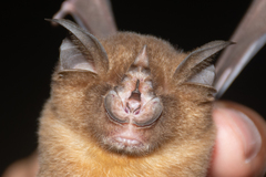 Rhinolophus affinis
