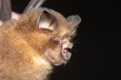 Rhinolophus affinis