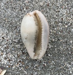 Notocypraea