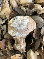 Amanita calyptratoides