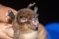 Rhinolophus stheno