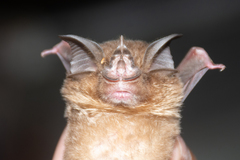 Rhinolophus stheno