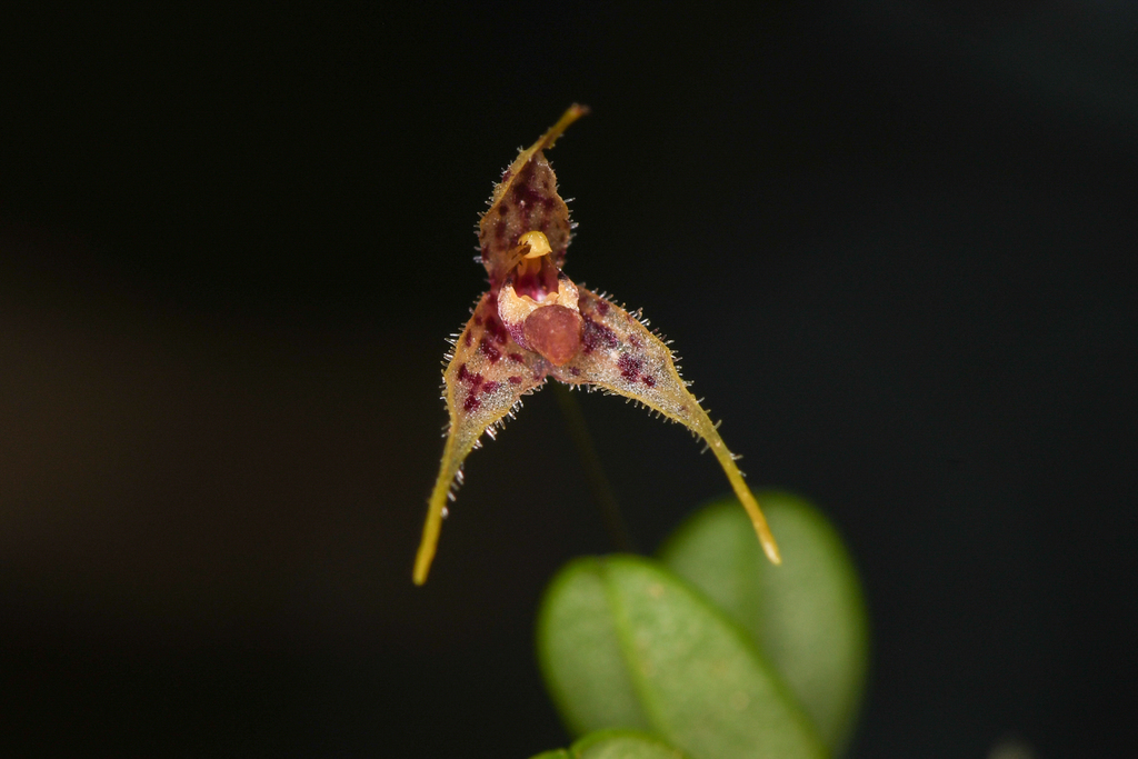 Andreettaea strumosa