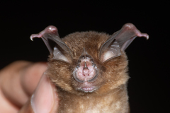 Rhinolophus stheno