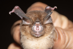 Rhinolophus stheno