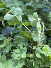 Oxalis pilosa