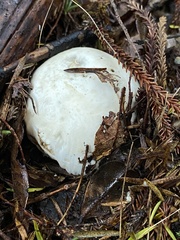 Boletus semigastroideus