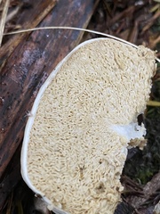 Boletus semigastroideus