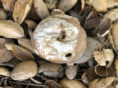 Amanita calyptratoides
