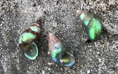 Phasianotrochus apicinus