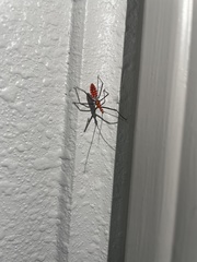 Zelus longipes