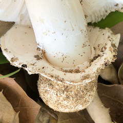 Amanita calyptratoides