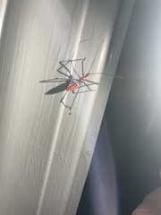 Zelus longipes