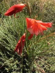 Gladiolus saundersii