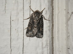 Lacinipolia quadrilineata