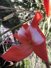 Gladiolus saundersii