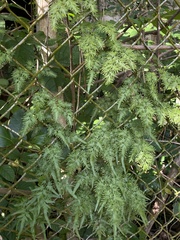 Lygodium japonicum