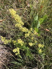 Galium capense