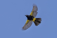 Puerto Rican Oriole photo 3