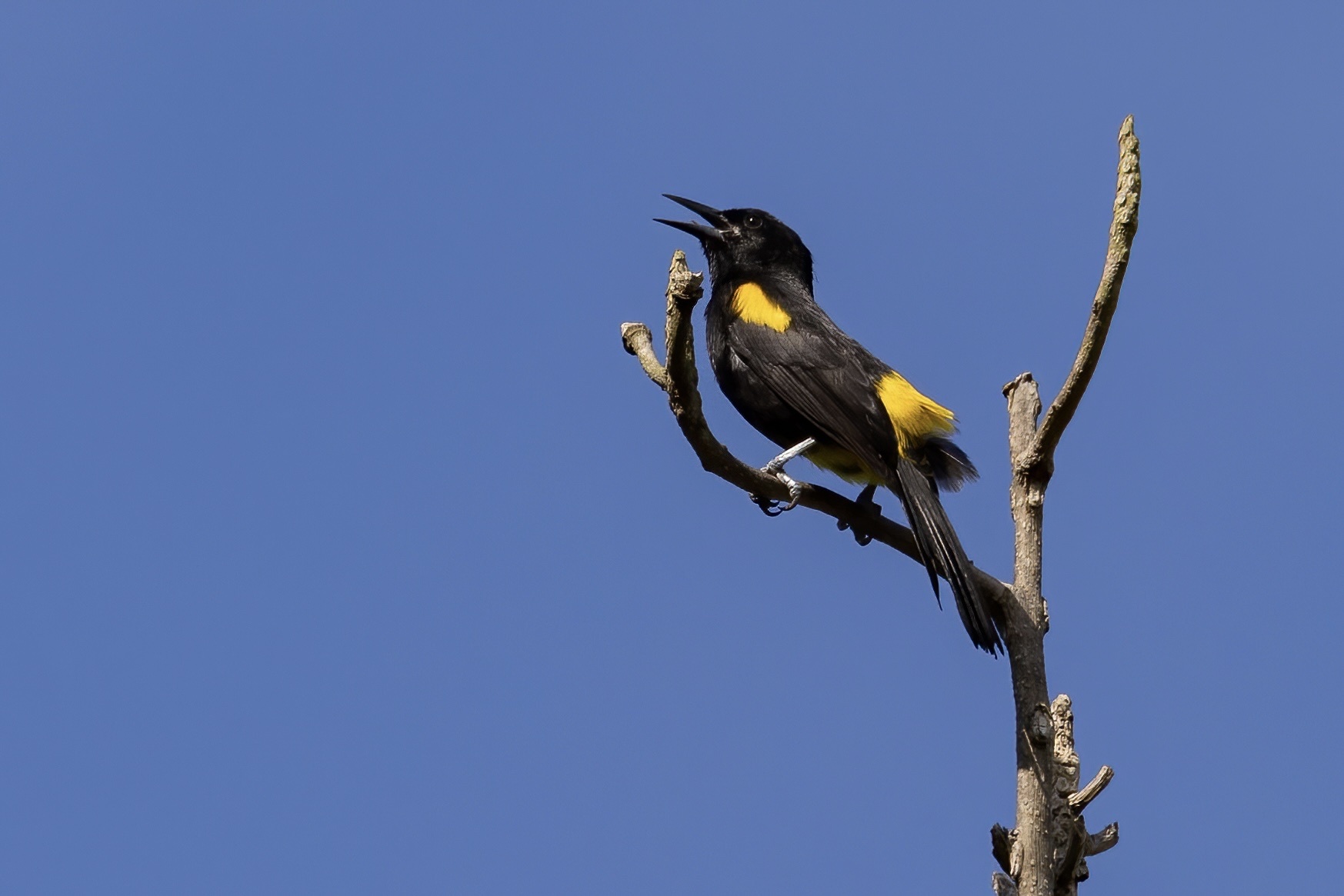 Puerto Rican Oriole illustration