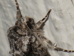 Lacinipolia quadrilineata