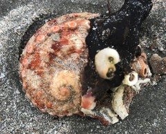 Haliotis scalaris emmae